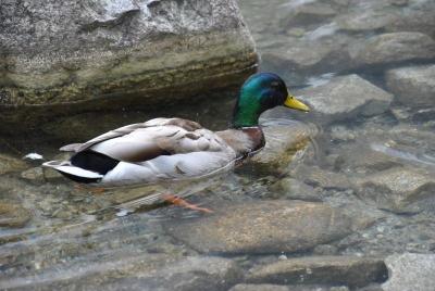 Zakopane_2015_50.jpg